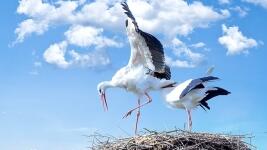 čápi storks-838424 960 720